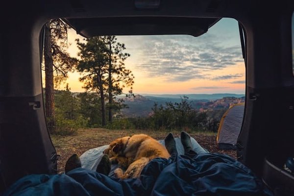 Comment choisir le bon équipement pour le camping en traîneau à chiens ?